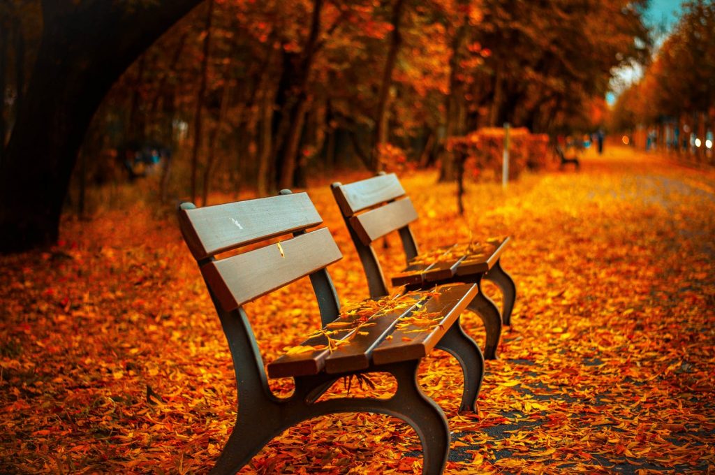 bench-fall-park-rest-40884