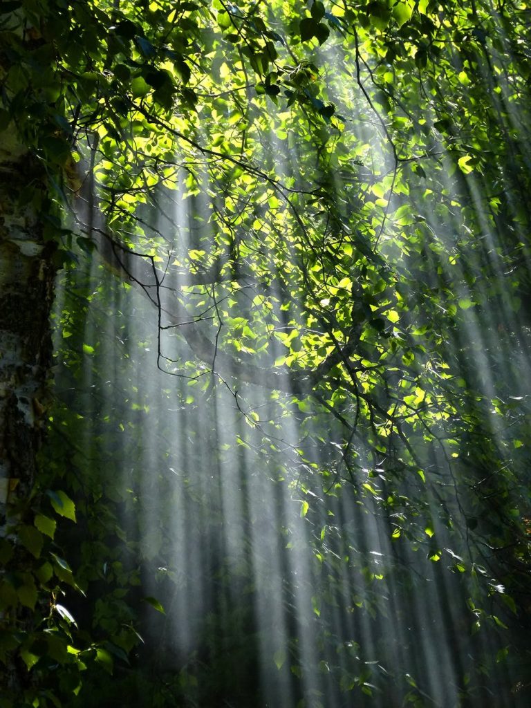 forest-sunbeams-trees-sunlight-70365